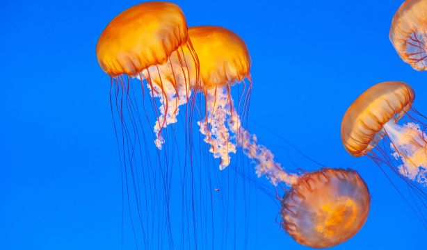 La sorprendente memoria de las medusas, pese a no tener cerebro