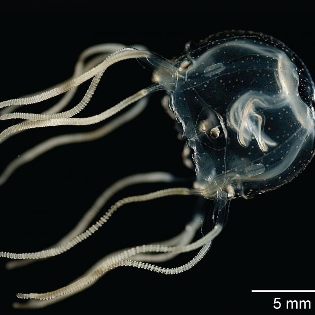 Las experiencias, la base de la memoria de las medusas