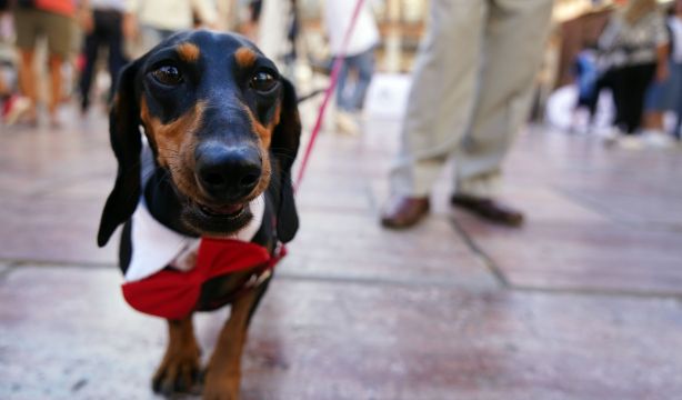 Todo lo que cambia con la entrada en vigor de la Ley de Bienestar Animal