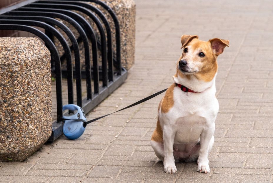 Esta es la multa que puedes recibir si dejas a tu perro atado en la entrada de una tienda