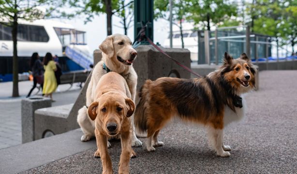 Esta es la multa que puedes recibir si dejas a tu perro atado en la entrada de una tienda