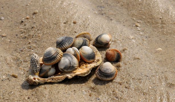 Investigadores españoles resuelven el misterio del cáncer contagioso de los berberechos