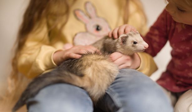 Las mascotas que ya no puedes tener en casa con la Ley de Bienestar Animal