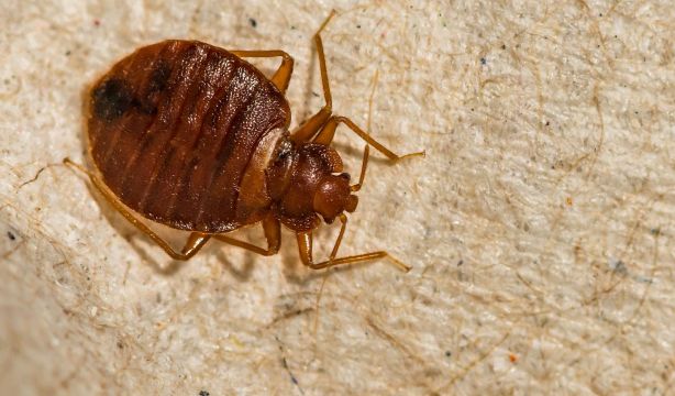 La plaga de chinches también afecta a España: dónde se esconden y cómo acabar con ellas