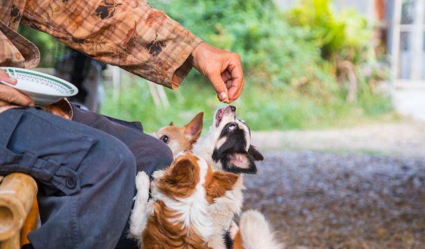 Ley de Bienestar Animal: ¿qué alimentos no puede comer tu mascota?