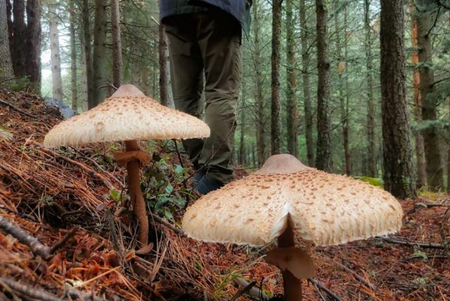 El secreto para una energía más limpia y renovable puede estar en las setas