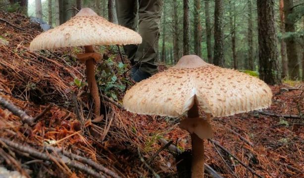 El secreto para una energía más limpia y renovable puede estar en las setas