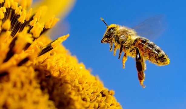Las abejas heredan un comportamiento altruista de sus madres