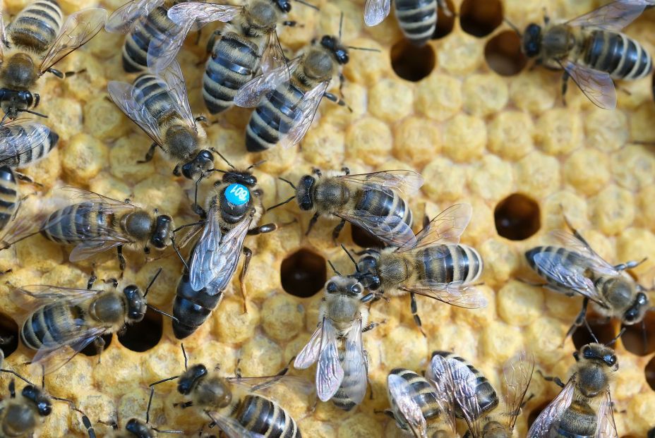 Las abejas presentan un comportamiento altruista al permitir a la reina producir descendencia Las abejas presentan un comportamiento altruista al permitir a la reina producir descendencia