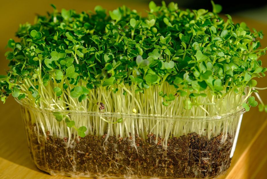 ¿Sabes cuál es el alimento más sano del mundo? Un estudio lo revela ¿Sabes cuál es el alimento más sano del mundo? Un estudio lo revela