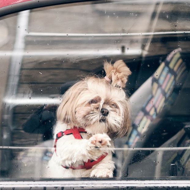 Dejar a una mascota sola en el coche puede suponer multas de hasta 10.000 euros Dejar a una mascota sola en el coche puede suponer multas de hasta 10.000 euros