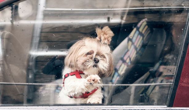 Dejar a una mascota sola en el coche puede suponer multas de hasta 10.000 euros