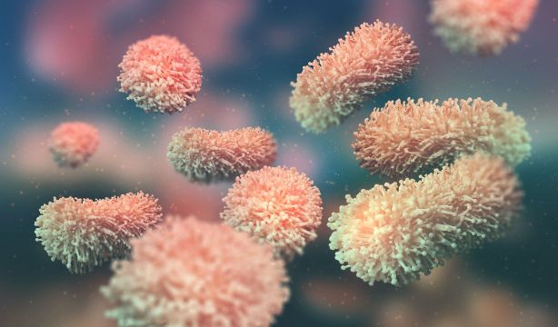 Descubren que la infección con un hongo común puede incrementar el riesgo de padecer alzhéimer