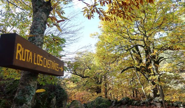 5 bosques madrileños imprescindibles en otoño, con recomendaciones gastro para revivir tras el paseo. Foto: bigstock