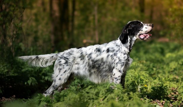 Emotiva historia: un perro se quedó 6 días junto a su fallecido dueño hasta que lo encontraron