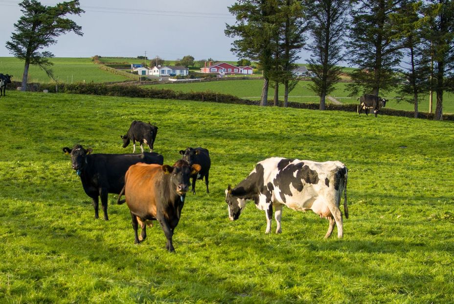 Cepsa inicia su actividad en el desarrollo de plantas de producción de biometano Cepsa inicia su actividad en el desarrollo de plantas de producción de biometano