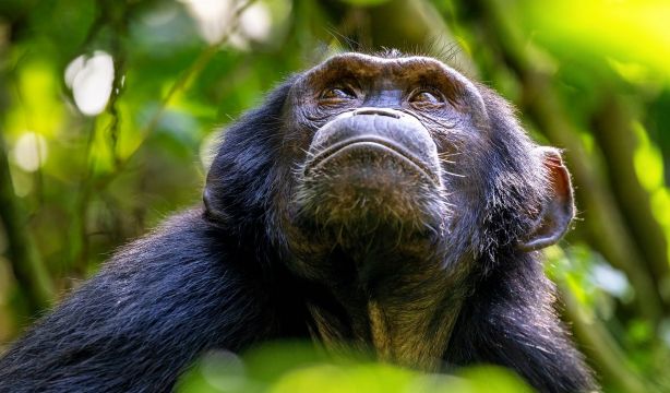Descubren que los chimpancés consumen alcohol a diario en su dieta