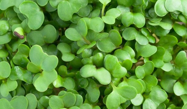 Por qué los brotes de brócoli son aún mejores que el brócoli