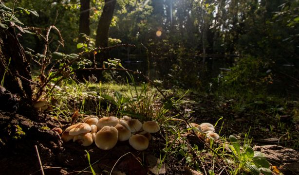 ¿Cuál es la normativa de cada comunidad autónoma sobre la recolección de setas?