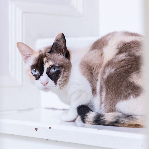 hierba gatera para gatos hierba gatera para gatos