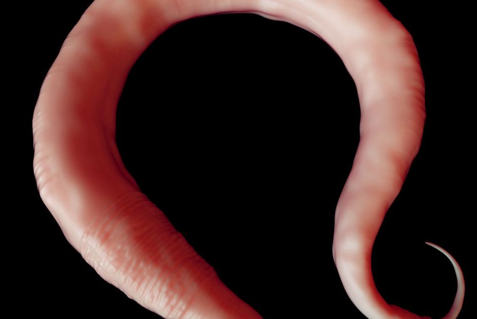 ¿Qué son los "genes saltarines" y cómo pueden ralentizar el envejecimiento?