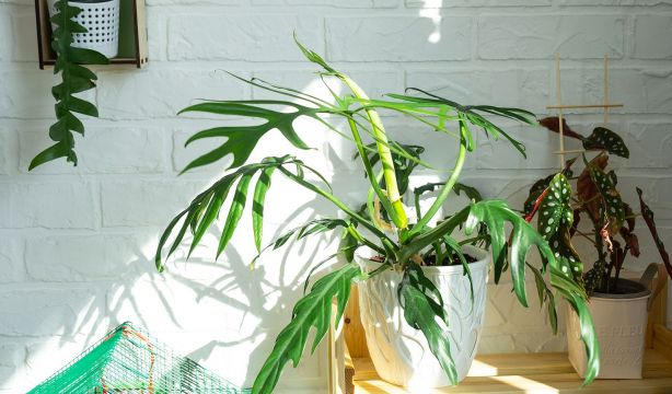 El truco de las plantas para sobrevivir a los días cortos