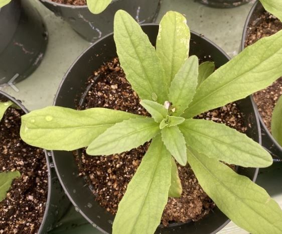 Un nuevo estudio explica cómo las plantas se adaptan a los días más cortos Un nuevo estudio explica cómo las plantas se adaptan a los días más cortos