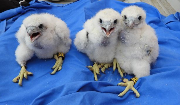 Halcones peregrinos, los curiosos pacientes que ha acogido el Hospital 12 de Octubre de Madrid