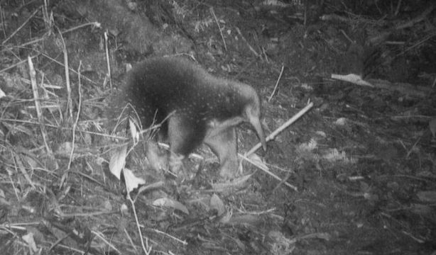 Redescubren un extraño mamífero que pone huevos