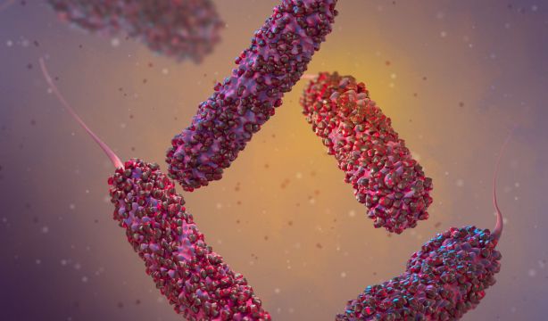 'Vibrio', la bacteria acuática de la que alerta la OMS por la "grave" amenaza que supone en Europa. Foto: Bigstock