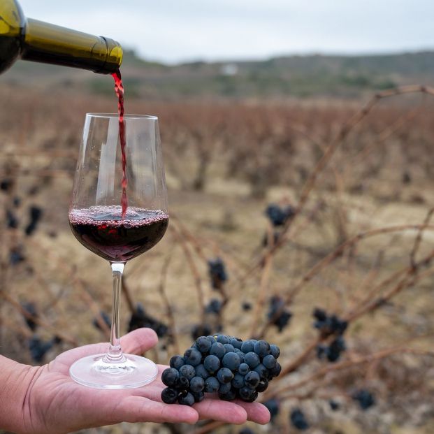 Los mejores vinos tintos crianza por menos de 8 euros, según la OCU Los mejores vinos tintos crianza por menos de 8 euros, según la OCU