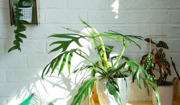 Descubren cómo saben las plantas de dónde viene la luz