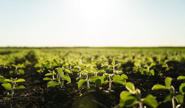 Alerta sanitaria: advierten de la presencia de listeria y salmonella en estos brotes germinados