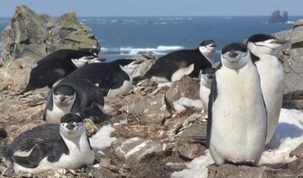10.000 siestas de 4 segundos al día: ¿el secreto para dormir 12 horas?