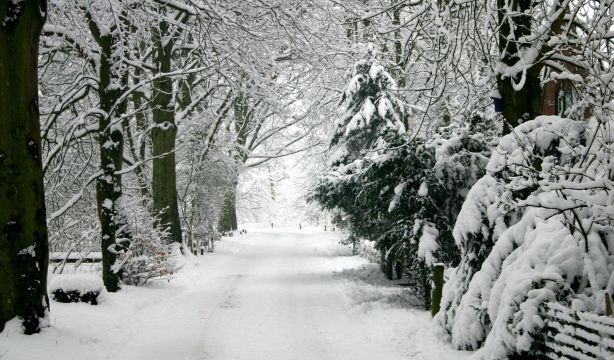 Descubren cómo capturar ADN de huellas en nieve