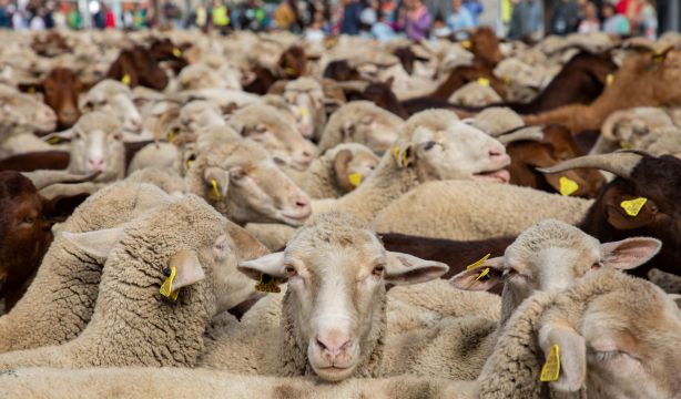 La trashumancia y el vidrio soplado, declaradas Patrimonio Cultural Inmaterial de la Humanidad