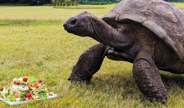 La tortuga Jonathan, con 191 años, es el animal más longevo del mundo