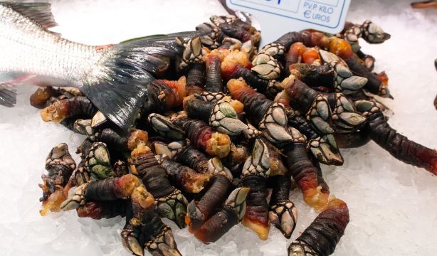 Dónde degustar los mejores percebes en Galicia