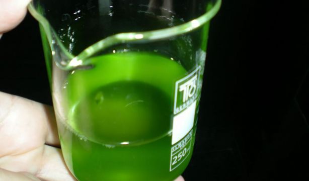 Diseñan un método rápido para sacar de microalgas compuestos beneficiosos para la salud Foto 3. Vaso con algas 1702642177: fundaciondescubre.es