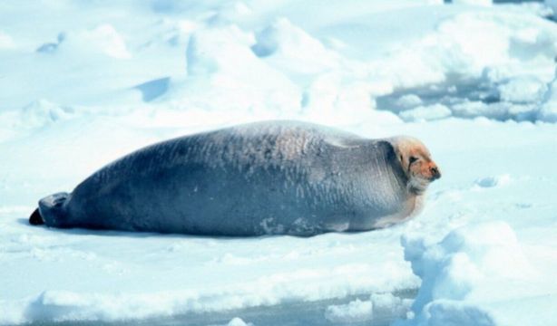 Las focas se mantienen calientes e hidratadas en el Ártico por sus conductos nasales 