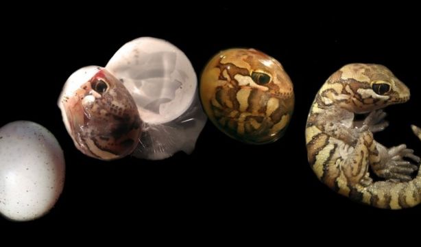 Las mejores fotografías científicas de 2023