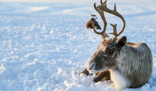 Un estudio revela que los renos duermen mientras rumian la comida