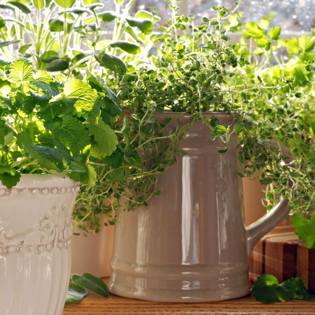 Bioclima, una nueva app para que la ciudadanía monitorice el ciclo de vida de las plantas Bioclima, una nueva app para que la ciudadanía monitorice el ciclo de vida de las plantas