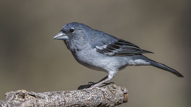 2023 12 27 pinzon destacada WEB