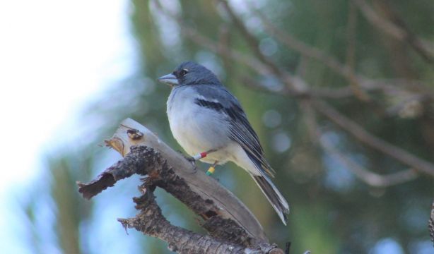 Nueva esperanza para la conservación de aves amenazadas por la crisis climática
