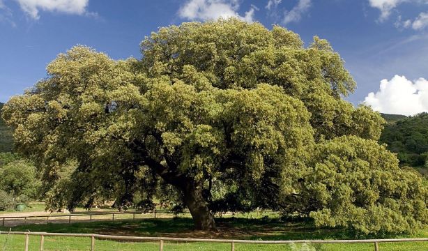El árbol más bonito de España El árbol más bonito de España