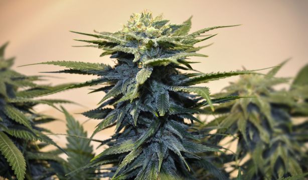 Sanidad sacará "próximamente" una regulación para el cannabis medicinal