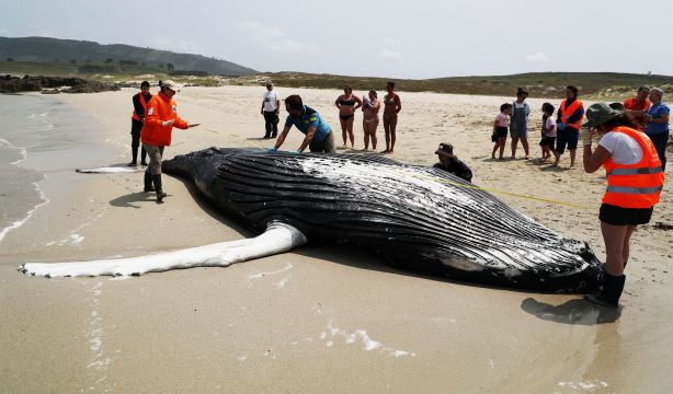 2023, año de récord de animales varados en las costas gallegas