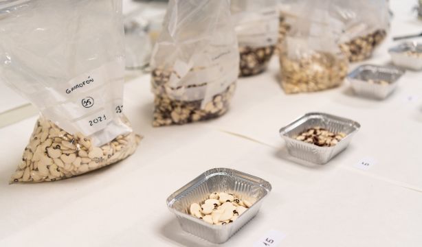 El 'garrofó', uno de los ingredientes clave de la paella, en peligro de extinción