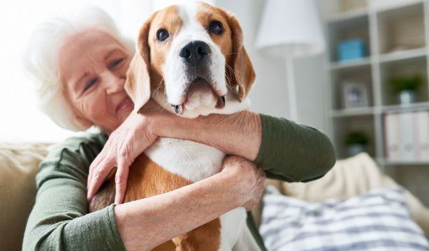 Una microbiota sana podría ayudar a mejorar la calidad de vida de perros y gatos con patologías